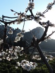Floració del cirer a la Vall de Gallinera. Foto: Anaïs Ferrer